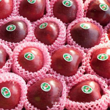 Global Gap for Chinese Fresh Red Huaniu Apple